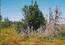 Типичные деревья Кваркуша